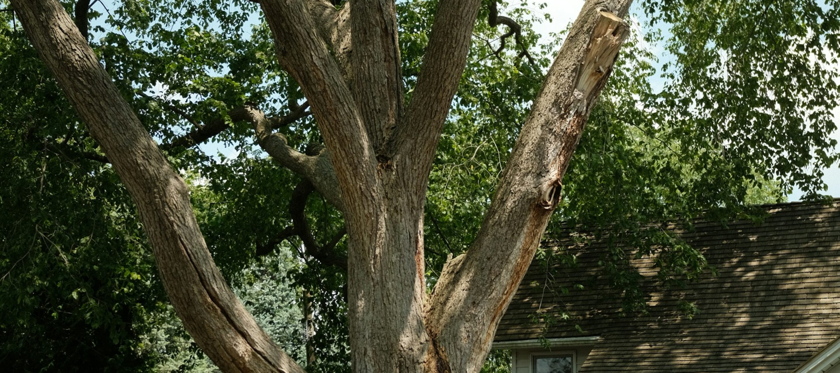 Mature tree canopy on a residential property in Western Wisconsin