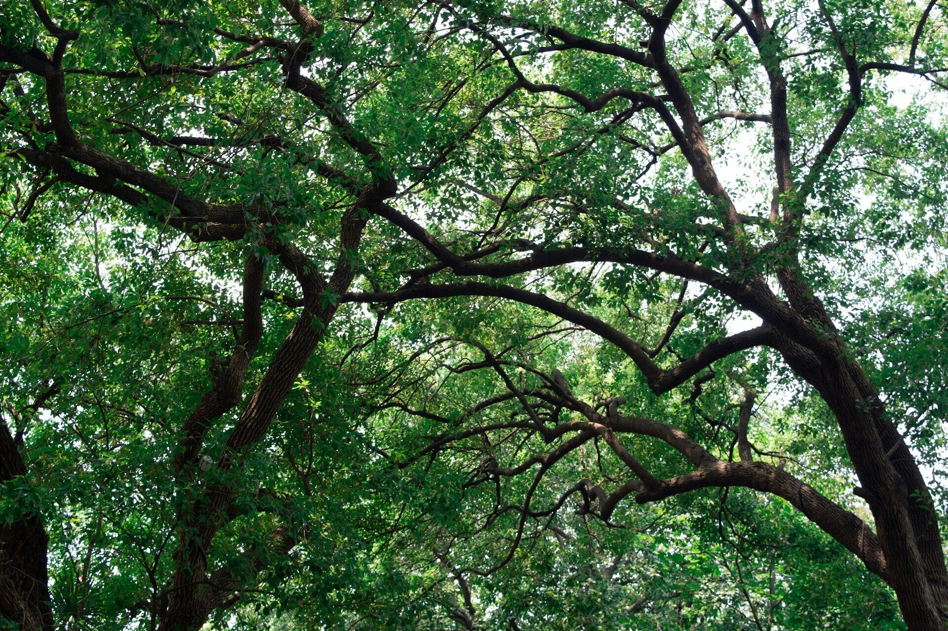 Mature tree canopy providing shade