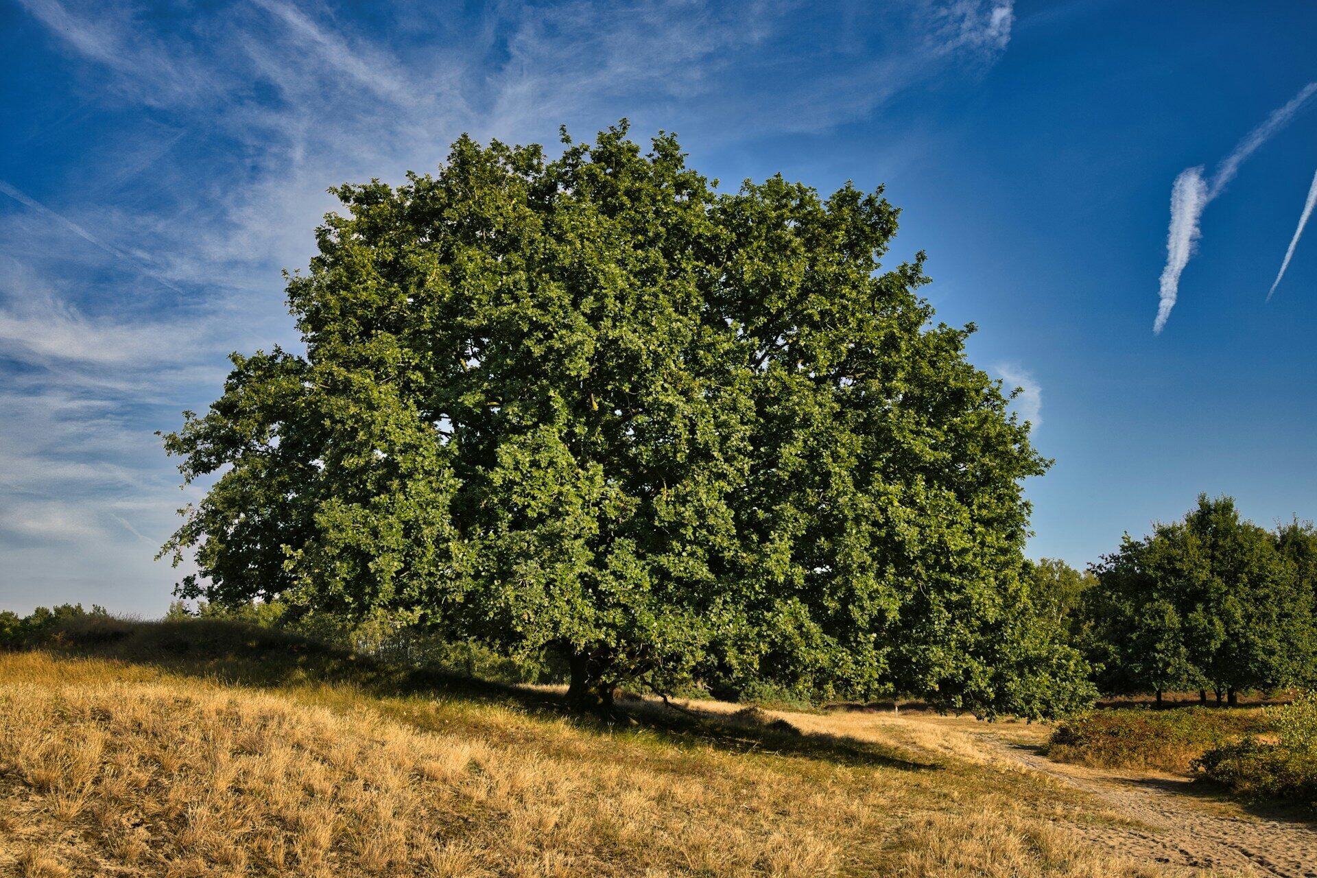 Healthy shade tree on an open, cleared lawn in Western Wisconsin