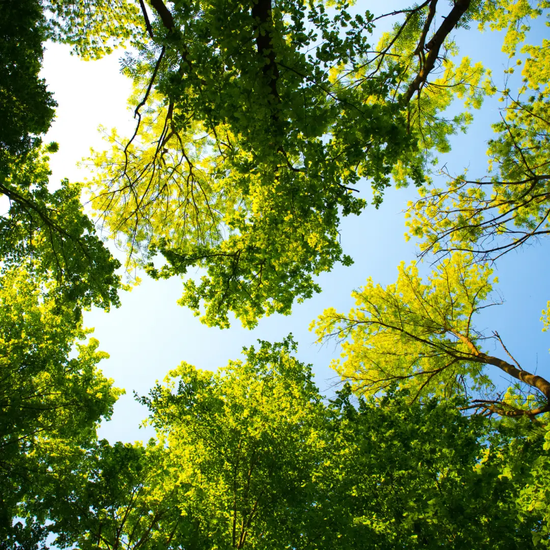 tree care clp